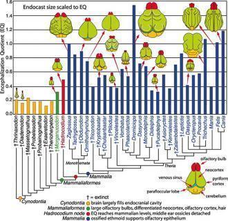 large 710 10 terio mammalian brain