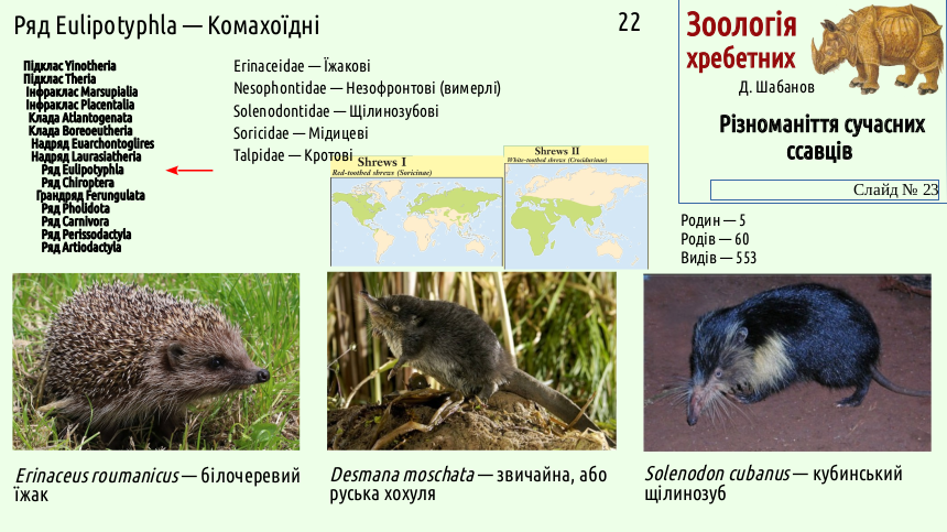 mammal systematics 23
