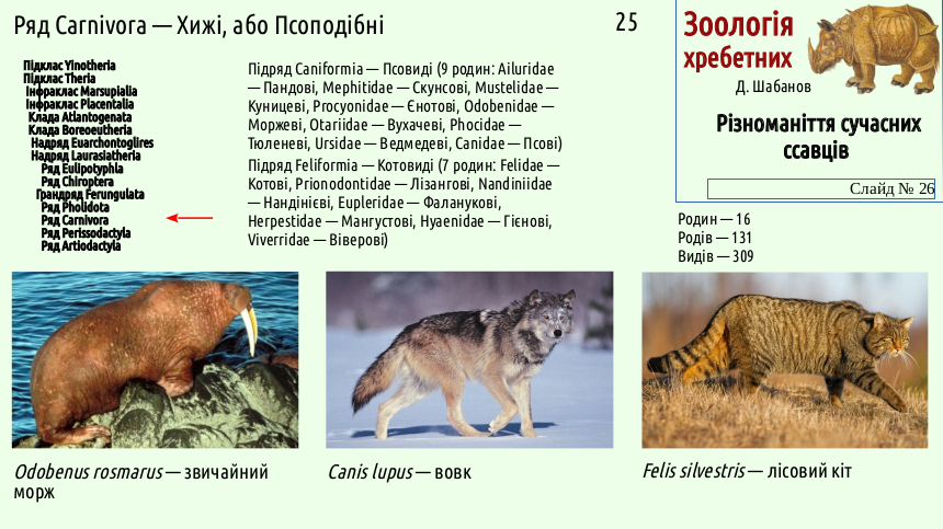 mammal systematics 26
