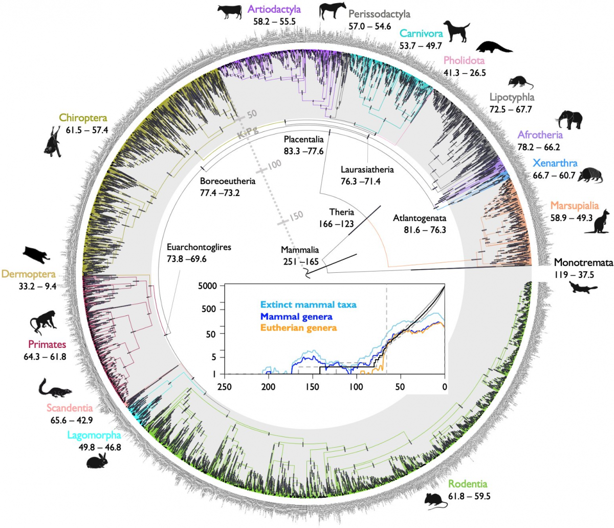mammalphylogeny 2