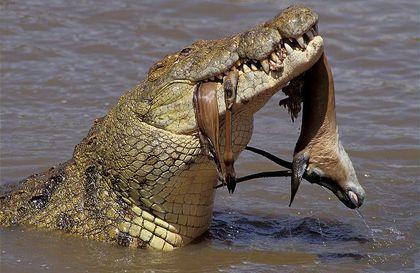 Crocodylidae Crocodylus%20niloticus