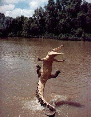Crocodylidae Zavis%20v%20vozduhe