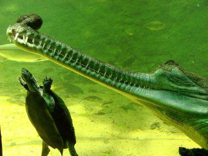 Gavialidae Gavialis%20%20gangeticus%20Bul%27ba