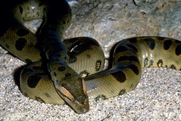oph1 41