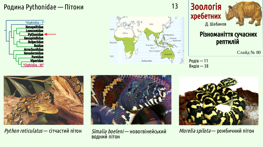 reptilian systematics 80