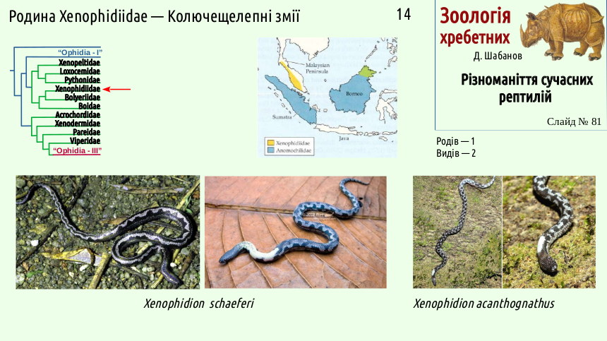 reptilian systematics 81