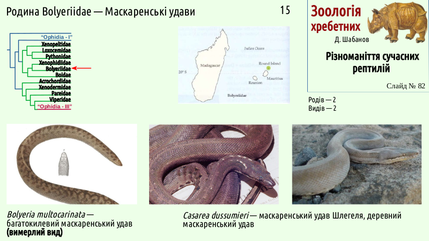 reptilian systematics 82