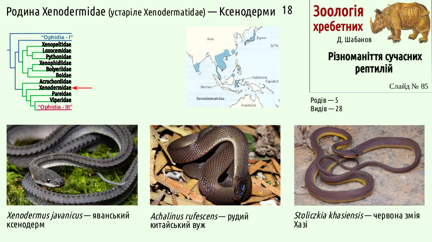 reptilian systematics 85