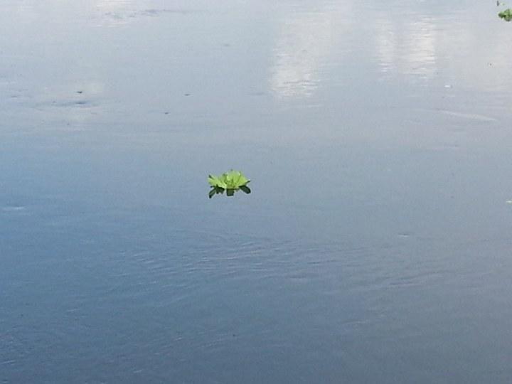 pistia 01