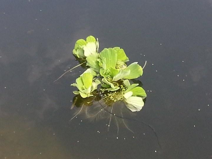 pistia 02