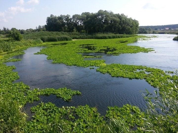 pistia 07