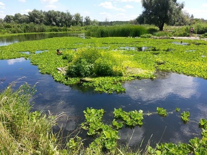 pistia 13