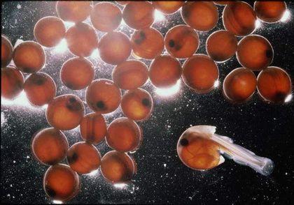 actinopterygii