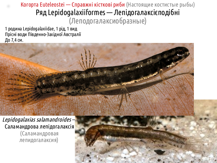 ActinoDiversity II 01