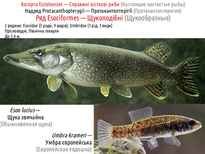 ActinoDiversity II 03