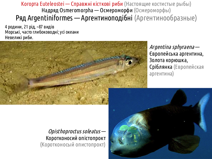 ActinoDiversity II 04