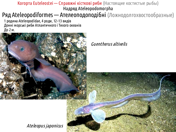ActinoDiversity II 08