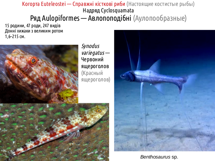 ActinoDiversity II 09