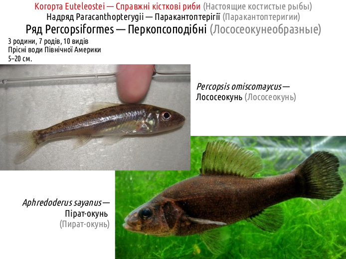 ActinoDiversity II 13