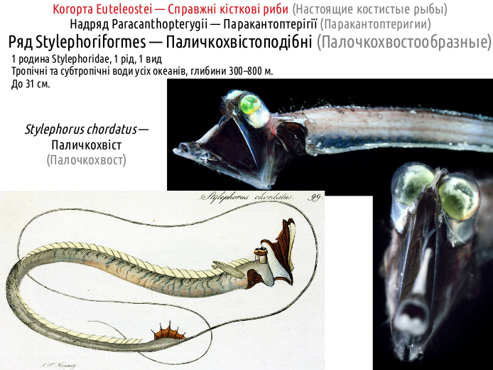 ActinoDiversity II 15