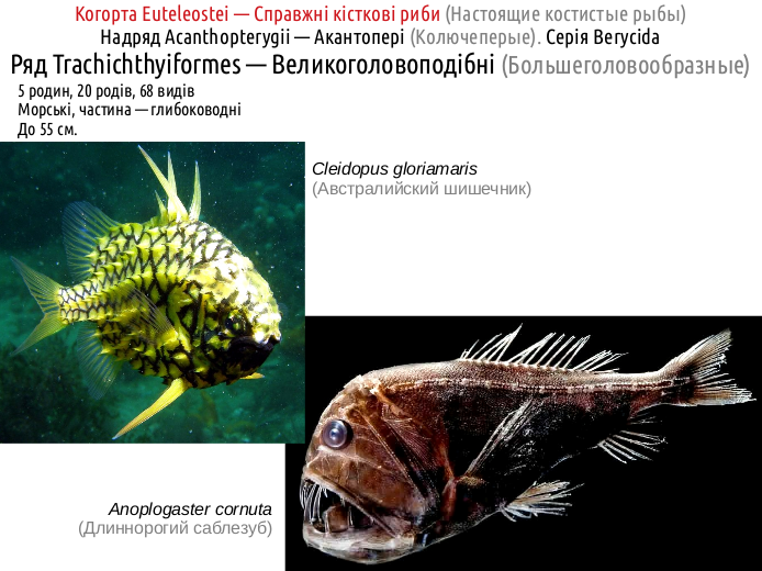 ActinoDiversity II 18