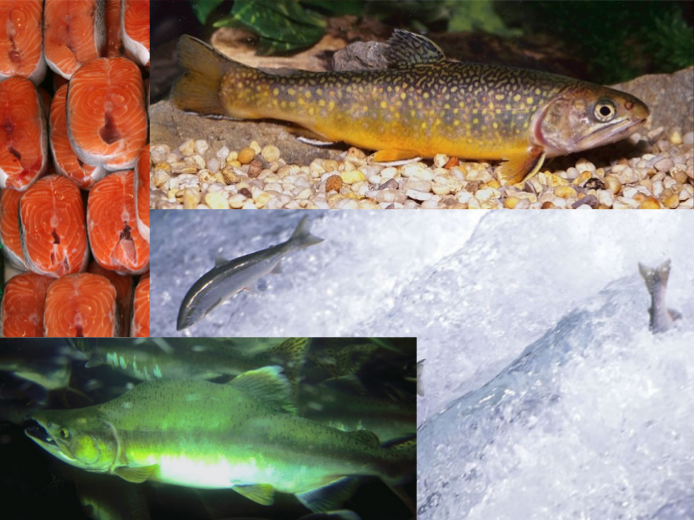 actinodiversity ii d4