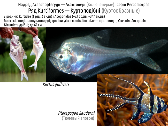 ActinoDiversity III 03