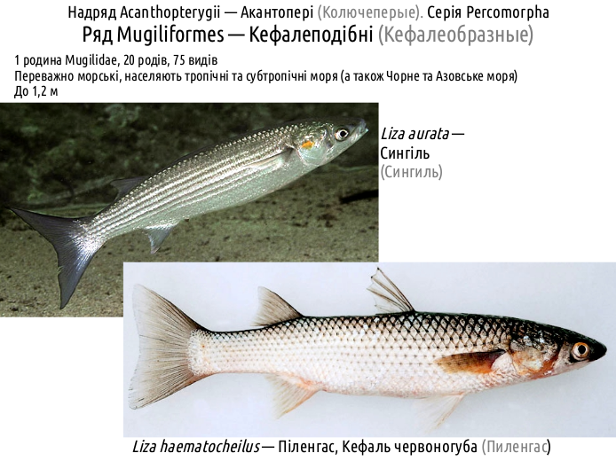 ActinoDiversity III 05