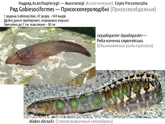 ActinoDiversity III 08