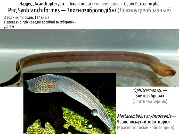 ActinoDiversity III 12
