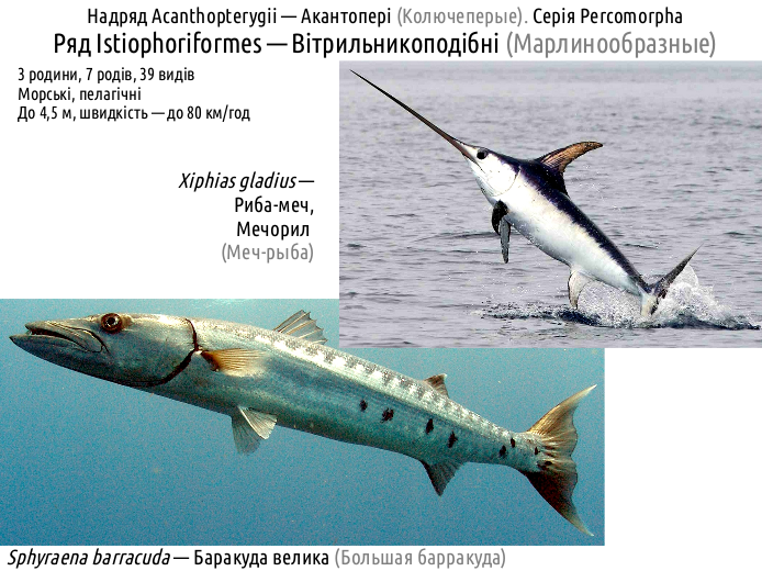 ActinoDiversity III 14