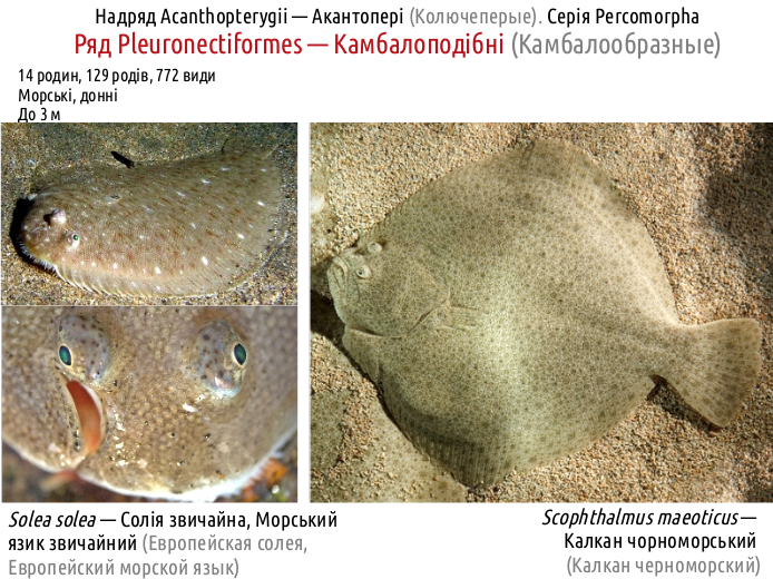 ActinoDiversity III 16