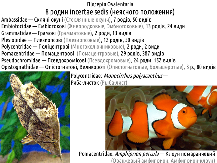 actinodiversity iii is