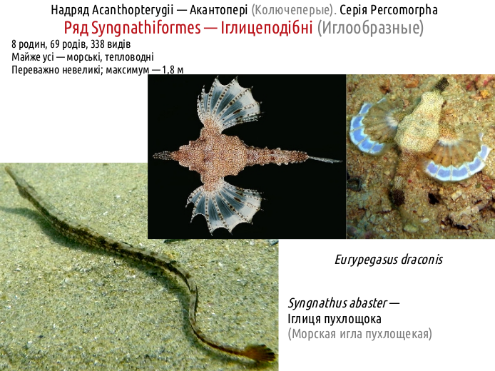 ActinoDiversity IV 01