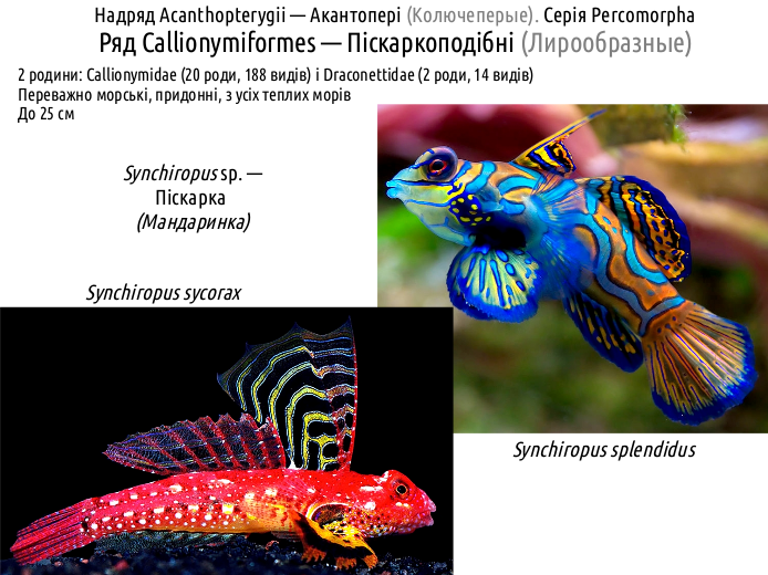 ActinoDiversity IV 03