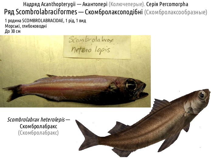 ActinoDiversity IV 04
