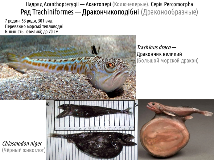 ActinoDiversity IV 06