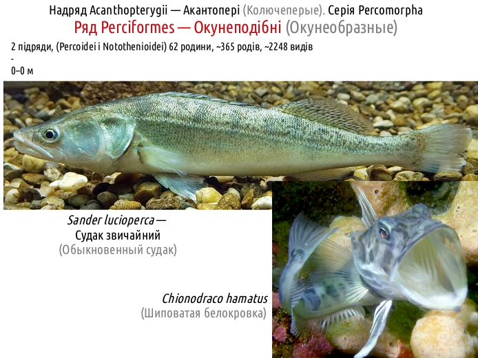 ActinoDiversity IV 08