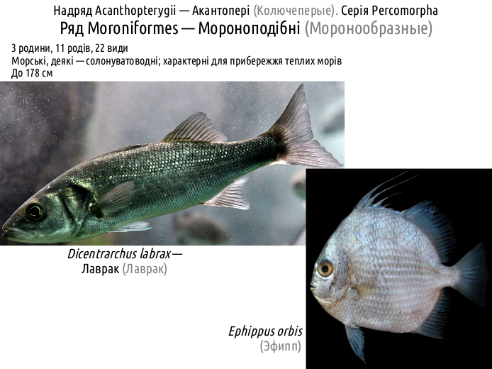ActinoDiversity IV 10