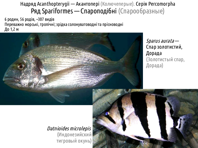 ActinoDiversity IV 12