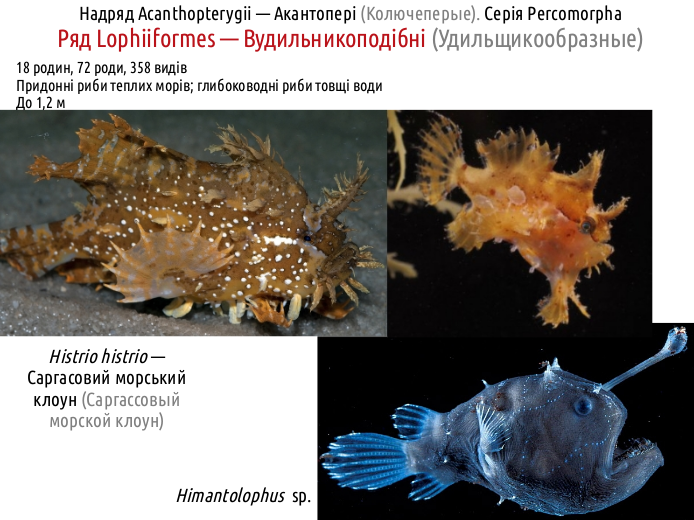 ActinoDiversity IV 14