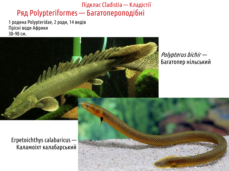 actinodiversity i 01