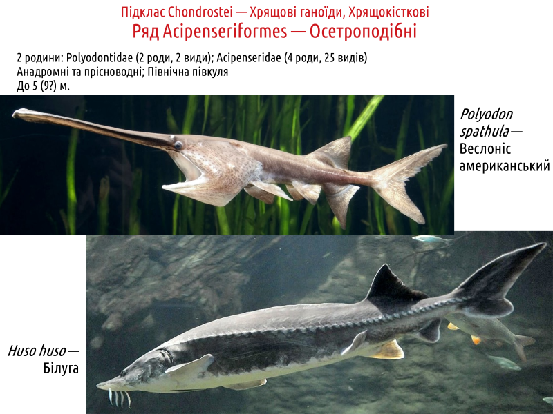 actinodiversity i 02