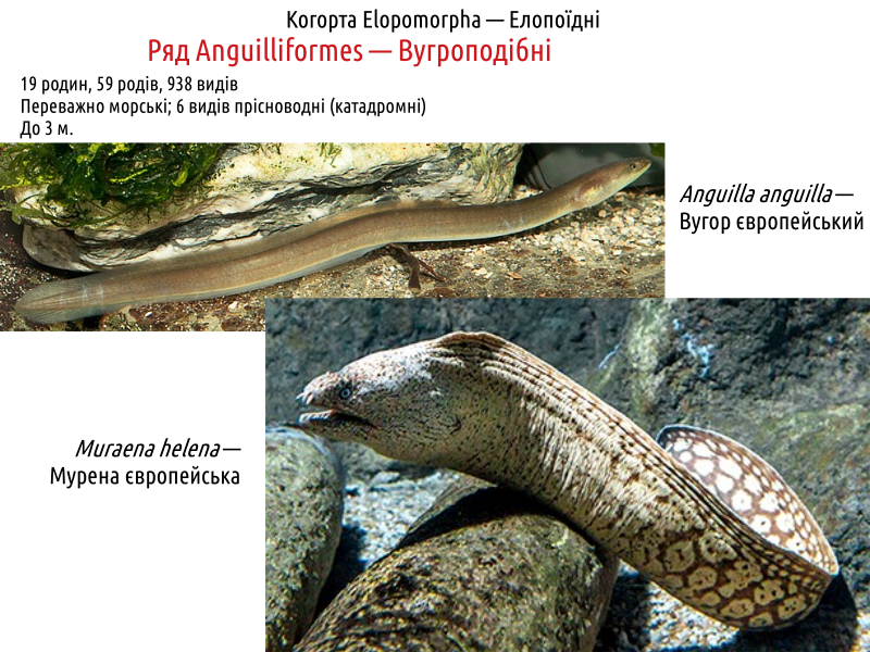 actinodiversity i 08