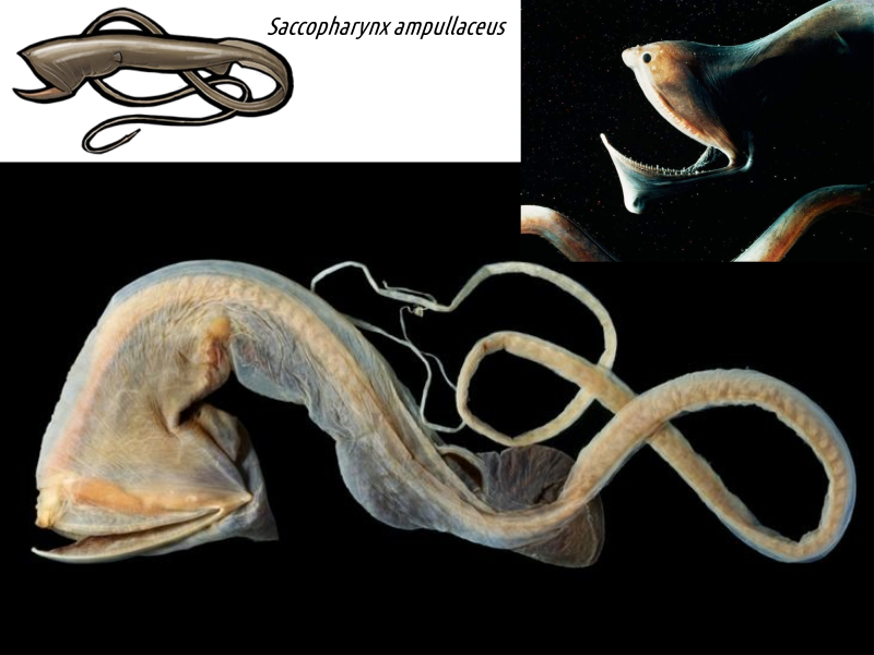 actinodiversity i 11