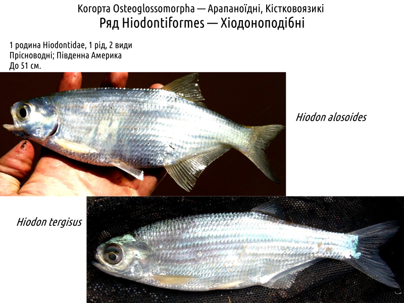 actinodiversity i 12
