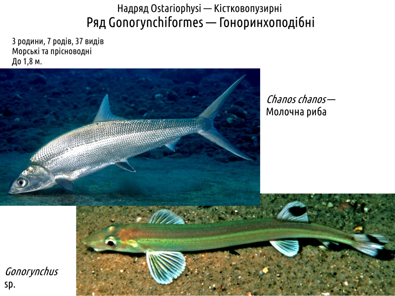 actinodiversity i 18