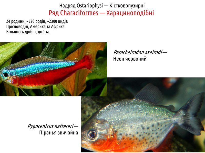 actinodiversity i 20