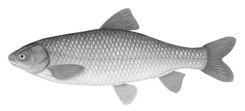 ctenopharyngodon