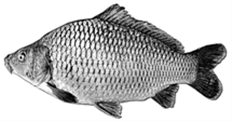 cyprinus